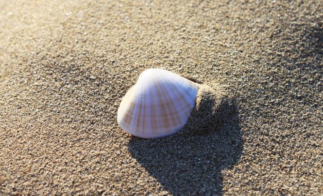 Seashell Store Your Seashells