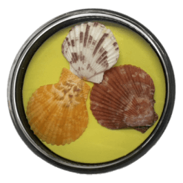 Collectible Shell Display Case